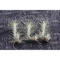 Tillandsia Funckiana(ฟังเกียน่า) ต้นเล็กน่ารัก เซต 3 ต้น?