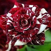 30 เมล็ด เมล็ดพันธุ์ กุหลาบ สตาร์แอนด์สไตร้พส์ Tiger Striped Rose Seeds สี ขาว-แดง ดอกใหญ่ นำเข้าจากต่างประเทศ พร้อมคู่มือ เมล็ดสด ใหม่