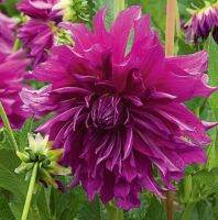 1 หัว/ออเดอร์ รักเร่ Dahlia สายพันธุ์ Purple Plate หัวรักเร่ ดอกไม้ หัวหน่อ นำเข้า เหง้า เนเธอร์แลน หัวสดใหม่