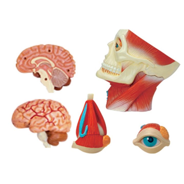 medical-torso-human-body-model-education-head-muscles-nerve-organs-model-for-student-teaching-study-assembling-model