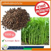 1000 กรัม เมล็ดพันธุ์ผักบุ้งจีน ใบไผ่ เมล็ดผักบุ้ง พันธุ์ผักบุ้ง %การงอกสูง เมล็ดคุณภาพ