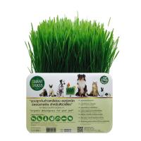 SMART GRASS 350g   ชุดปลูกต้นข้าวสาลี ปลอดสารพิษ สมาร์ทกราส