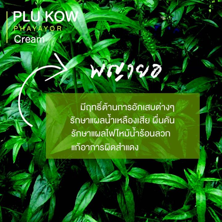 โปรพิเศษ-ครีมพลูคาว-พญายอ-ขนาด-40ml-2-หลอดราคาพิเศษ-เหมาะกับผู้ที่มีปัญหาโรคผิวหนัง-แก้สิวเม็ดผดผื่นคัน-รักษาเริม-งูสวัด