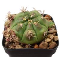 ต้นกระบองเพชร,แคคตัส Gymnocalycium Cactus ยิมโนแม่ลูกดก