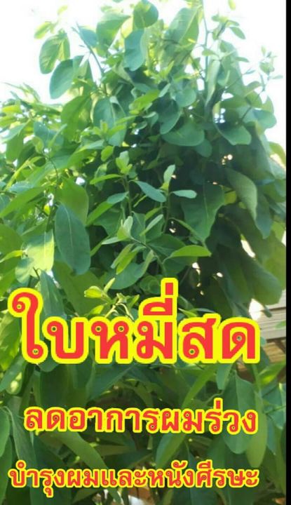 จินดา-เซรั่ม-ใบหมี่สด-อัญชัน-สูตรโบราณ-120-มล-บำรุงเส้นผม-เสริมสร้างรากผมให้แข็งแรง-ลดการหลุดร่วงของเส้นผม