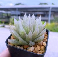 Haworthia cooperi ‘seturifera’ variegata A022