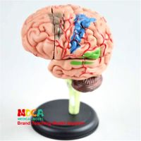 Puzzle toy MDN001 4 d brain assembled model medical teaching human organs