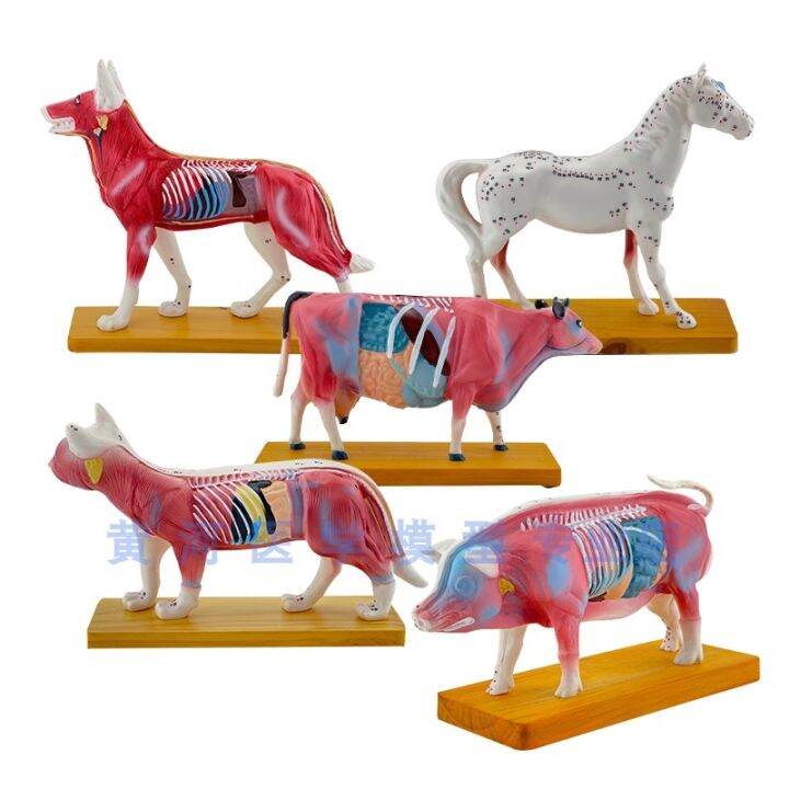 Animal anatomy model acupuncture model animal anatomy model animal