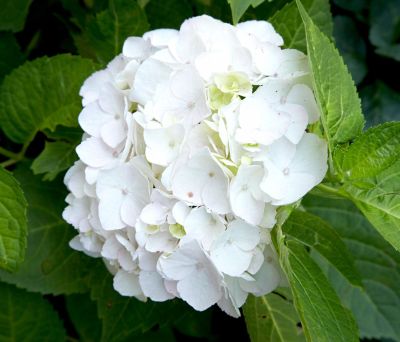 20 เมล็ด เมล็ดไฮเดรนเจีย Hydrangea Seeds สีขาว ไฮเดรนเยียสายพันธุ์ฝรั่งเศส ของแท้ 100% อัตรางอกสูง 70-80%