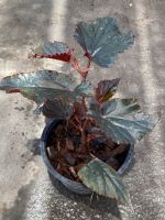 ต้นบีโกเนีย ( Begonia )