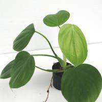 Philodendron eximium ฟิโลเดนดรอนอีซีเมี่ยม ฟิโลใบกลม สีเขียวอ่อน ไม้หายากค่ะ