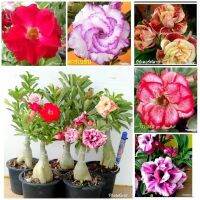 12 เมล็ด เมล็ดพันธุ์ ชวนชม สายพันธุ์ฮอลแลนด์ คละสี Adenium Seeds กุหลาบทะเลทราย Desert Rose ราชินีบอนไซ อัตรางอก 80-90% มีคู่มือปลูก