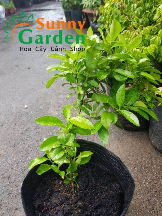 Cây Chanh Giống - Cây Ăn Quả được trồng để lấy quả uống nước, chế biến ...