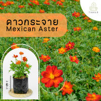 Treeno.9 T427 ดาวกระจาย คละสี (รบกวนสั่งซื้อขั้นต่ำ 6 ต้น)  - ไม้จัดสวน (Mexican Aster) ถุง 6 นิ้ว / สูง 25-30 ซม. / ไม้ประดับ ไม้ดอก (ต้นไม้)