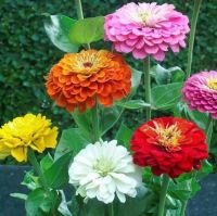 เมล็ดพันธุ์ ดอกบานชื่นคละสี 100 เมล็ด Mixed Zinnia Flower Seed เมล็ดพันธุ์แท้ ดอกบานชื่นซ้อน เมล็ดบานชื่น ต้นไม้มงคล ต้นไม้ ต้นไม้ประดับ พันธุ์ดอก