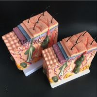 ◁【กทม.พร้อมส่ง】กายวิภาคของผิวหนัง Human Skin Model Block Enlarged Plastic Anatomical Teaching Tool