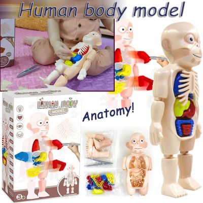 【Sabai_sabai】COD Human body model โมเดลอวัยวะ Anatomy กายวิภาค ศึกษา ตับ ไต ไส้ พุง ของเล่นเด็ก