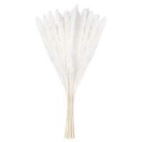 15/30 Pieces Tricolor of Dried Reed Small Pampas Flowers Artificial Banquet Decoration Real Plants Home Wedding Decoration