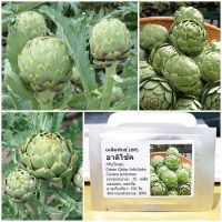 เมล็ดพันธุ์ อาติโช้ค สีเขียว (Green Globe Artichoke Seed) 25 เมล็ด คุณภาพดี ราคาถูก ของแท้