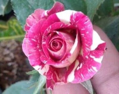 30 เมล็ด เมล็ดพันธุ์ กุหลาบ Dragon Rose seed สี ขาว-แดง ดอกใหญ่ นำเข้าจากต่างประเทศ พร้อมคู่มือ เมล็ดสด ใหม่