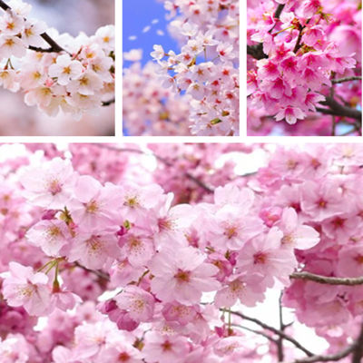 ( PRO+++ ) โปรแน่น.. （Sakura Seeds）30เมล็ดพันธุ์คุณภาพ พันธุ์ไม้ดอก ต้นไม้ฟอกอากาศ เมล็ดดอกไม้ ไม้ประดับ บอนสีสวยๆ ต้นดอกไม้ ของตกแต่งสวน ราคาสุดคุ้ม พรรณ ไม้ น้ำ พรรณ ไม้ ทุก ชนิด พรรณ ไม้ น้ำ สวยงาม พรรณ ไม้ มงคล