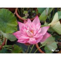 5 เมล็ดพันธุ์ บัว สายพันธุ์ LANCEOLATE PINK LOTUS สีชมพู เพาะปลูกและเก็บเมล็ดในไทย ขยายพันธุ์ในไทยได้ สายพันธุ์นิยมปลูกในอเมริกา