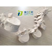 Human Skeleton Vertebrae Models 12 Section Thoracic without Spine Nerves for Art and Medical Learning