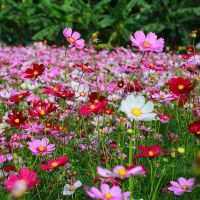 เมล็ดพันธุ์ ดาวกระจายคละสี ดอกคอสมอส (Mixed Cosmos Flower Seed) 350 เมล็ด คุณภาพดี ราคาถูก