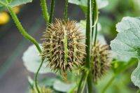 10 เมล็ดพันธุ์ แตงกวาเงาะ หรือแตงกวาป่า(กินได้) ornamental cucumber Seeds มีคู่มือพร้อมปลูก อัตรางอก 80-85%