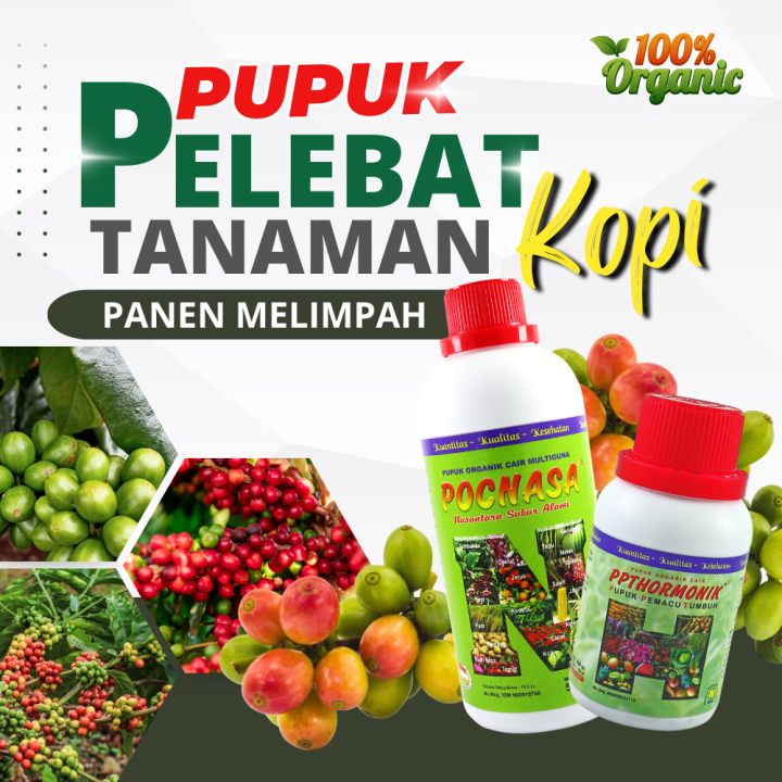 Pupuk kopi agar berbuah lebat/pupuk kopi paling bagus/pupuk kopi baru