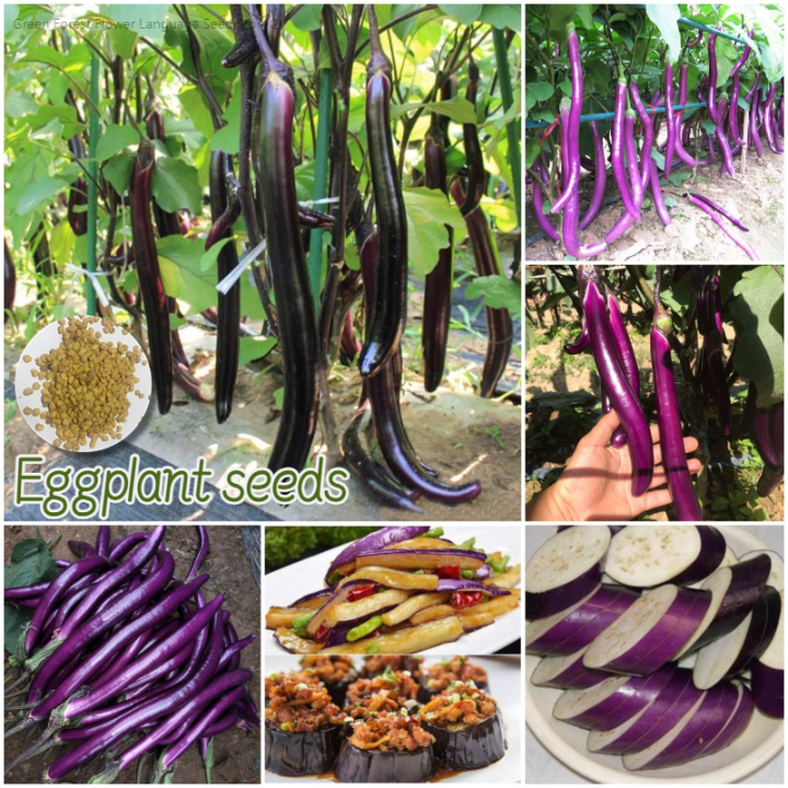 [100 Original Seed] Hybrid Long Eggplant Seeds Organic Vegetable Seeds