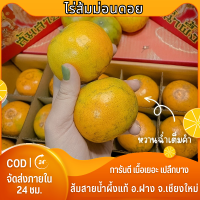 ?พร้อมส่ง?ส้มสายน้ำผึ้ง ส้มสายน้ำผึ้งฝาง ส้มฝาง คัดพิเศษ เกรดพรีเมียมส้มคละเบอร์ 4-5-6 เปลือกบาง เนื้อเยอะ ส้มสดจากไร่อ.ฝาง พร้อมส่ง