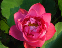 5 เมล็ดพันธุ์ บัว สายพันธุ์ RED LANTERN LOTUS สีแดง เพาะปลูกและเก็บเมล็ดในไทย ขยายพันธุ์ในไทยได้ สายพันธุ์นิยมปลูกในอเมริกา