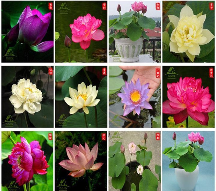 เมล็ดบัว-5-เมล็ด-คละสี-เมล็ดเล็ก-ดอกดกทั้งปี-ของแท้-100-เมล็ดพันธุ์-บัวพันธุ์แคระ-พันธุ์เล็ก-ดอกบัว-ปลูกบัว-เม็ดบัว-สวนบัว-mini-lotus-waterlily-seed