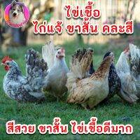 ไข่เชื้อไก่แจ้ ขาสั้น คละสี (ภาพไก่จากฟาร์มจริง) ไข่ใหม่เก็บทุกวัน ประกันเชื้อ ประกันแตก