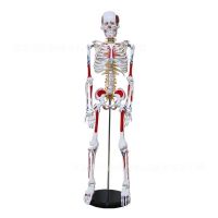 Human body skeleton model skeleton bonesetting assembles toy adult reality teaching removable muscles