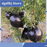 Dgdfhj Shop Plant Rooting Ball Case Fruit Tree Root Box Planter Cases Grafting Rooting Growing Breeding For Garden Tools Supplies