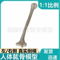 Humerus model real reverse mould about 1 to 1 side ulna radial arm loose bone of limbs long bone medical fine arts