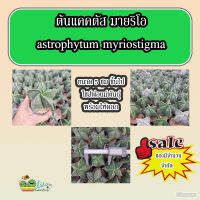 ต้นแอสโตรไฟตั้ม มายริโอ astrophytum myriostigma ขนาด 5 ซม +++ ใหญ่สะใจ ไซส์พ่อแม่พันธุ์