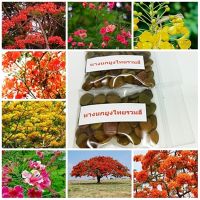 (โปร++) ขายถูก 100 เมล็ด เมล็ดพันธุ์หางนกยูงไทยรวมสี Flower fence Peacocks crest สีแดง สีเหลือง สีชมพู สีส้ม ไม้ดอกไม้ประดับ ส่วนลด เมล็ดพันธุ์ พันธุ์ข้าว เมล็ดหญ้า เมล็ดข้าวโพด