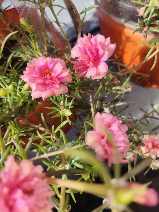 vietnam rose flower plant Lazada PH