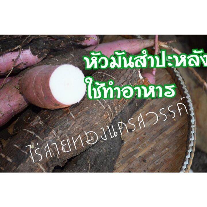 hot-ท่อนพันธุ์มันสำปะหลังทำอาหารเพื่อปลูก-10ท่อน-ยาว-25ซม-ส่งด่วน-พรรณ-ไม้-น้ำ-พรรณ-ไม้-ทุก-ชนิด-พรรณ-ไม้-น้ำ-สวยงาม-พรรณ-ไม้-มงคล