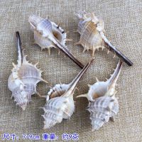 【STOCK】 Conch Crafts Fish Tank Landscaping Decorations Small Ornaments Shells Snails Witch Tourist Attraction Souvenirs