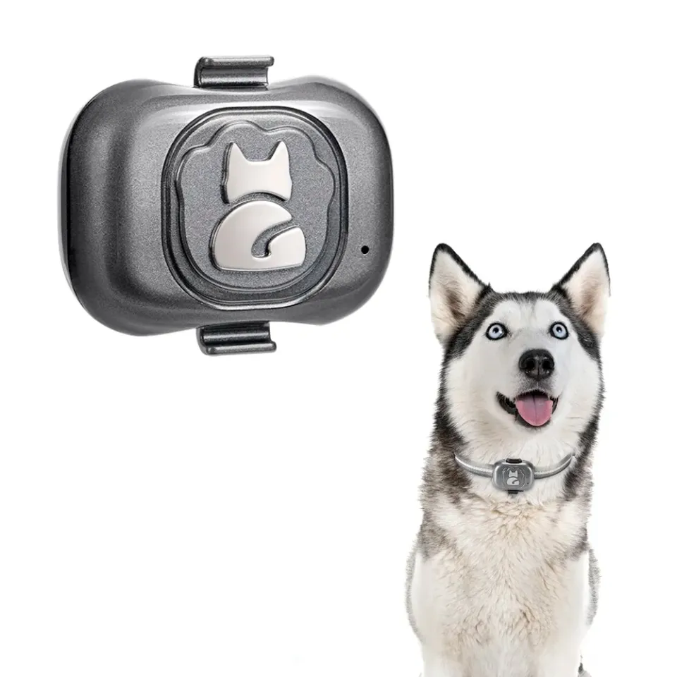 Future gps 2025 pet tracker