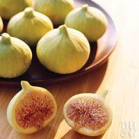 Figs ต้นมะเดื่อฝรั่ง พันธุ์ Alma (อัลม่า) อร่อย หวาน หอมมากๆ ต้นสมบูรณ์มาก รากแน่นๆ จัดส่งพร้อมกระถาง 6 นิ้ว พร้อมปลูก ลำต้นสูง 45-50 ซม ต้นไม้แข็งแรงทุกต้น