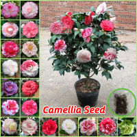 ไทยสปอต 15เมล็ด/ห่อ บอนสี เมล็ดพันธุ์ คามิเลีย Camellia Plants Seed Flower Seeds for Planting ต้นไม้มงคล เมล็ดบอนสี ต้นบอนสี เมล็ดดอกไม้ บอนไซ ไม้ประดับ บอนสีพันหายาก ดอกไม้ปลูก พันธุ์ดอกไม้ ต้นดอกไม้สวยๆ ดอกไม้จริง แต่งบ้านและสวน ปลูกง่ายปลูกได้ทั่วไทย