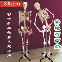 Human body skeleton model 170 cm180 skeleton skeleton colour muscle load-point ligaments loose bone sketch promotion