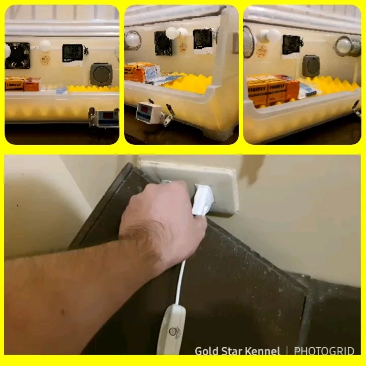 Newborn Puppy Incubator Deluxe2 Dual Heating Bulb Lazada PH