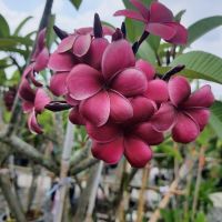 ลีลาวดีแคระแดง (Plumeria ruba) สีแดงเข็ม แดงวาสิฏฐี ดอกหอม สูงเต็มที่2เมตร จัดส่งพร้อมกระถาง 10 นิ้ว