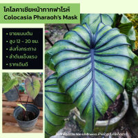 หน้ากากฟาโรห์ Colocasia Pharaohs Mask ขายแบบต้น ส่งทั้งกระถาง ขนาด 4 นิ้ว